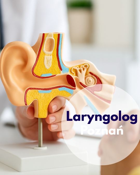 Laryngolog wskazuje podczas konsultacji w Centrum Medycznym neoMedica w Poznaniu na model ucha i układu słuchowego.
